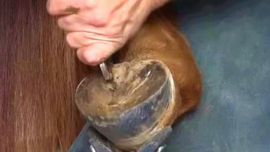 cleaning horse hooves